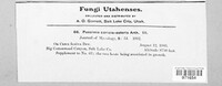 Puccinia caricis-asteris image
